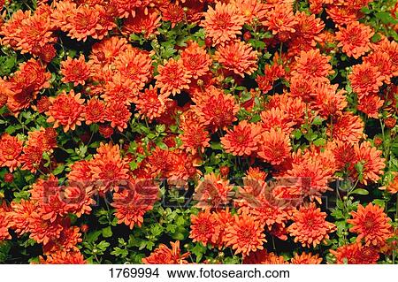 Picture - Bright orange mums. Fotosearch