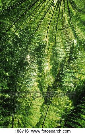 Canopy of green ferns View Large Photo Image Stock Photograph - Canopy of green ferns. Fotosearch