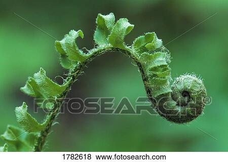 Stock Photo - Close up of a fiddle head of a Christmas fern. Fotosearch