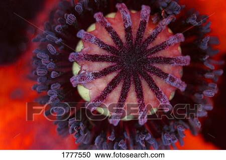 Stock Image - Close up of centre of a poppy. Fotosearch