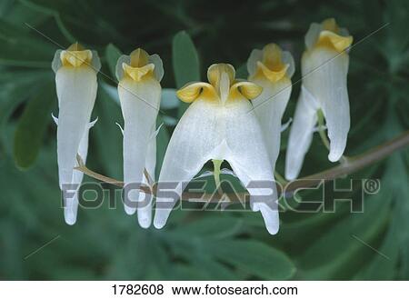 Stock Photo - Close up of Dutchman's britches. Fotosearch