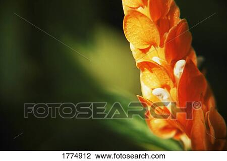Close up of orange flower head View Large Photo Image Stock Image - Close up of orange flower head. Fotosearch