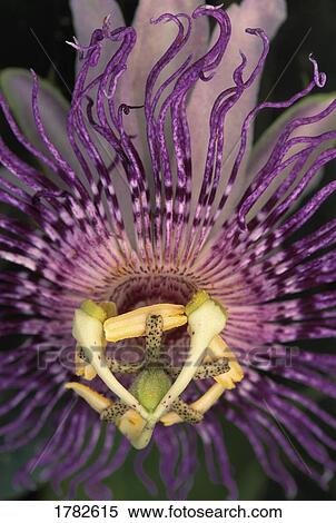 Stock Photography - Close up of passionflower. Fotosearch