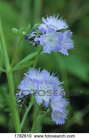 Stock Image - Close up of purple phacelia wildflower. Fotosearch