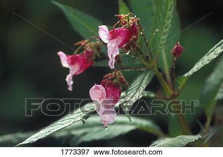 Close up of the Himalayan Balsam View Large Photo Image Stock Photo - Close up of the Himalayan Balsam. Fotosearch
