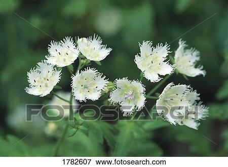 Close up of white fringed phacelia View Large Photo Image Stock Photo - Close up of white fringed phacelia. Fotosearch