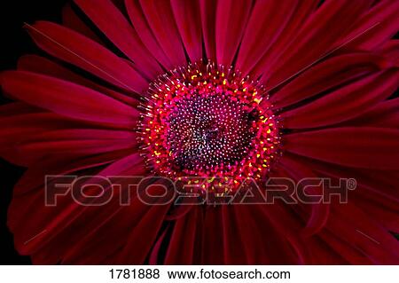 Stock Photo - Closeup of a gerbera daisy. Fotosearch