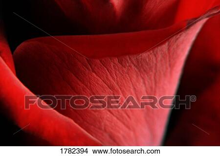 Closeup of a rose petal View Large Photo Image Picture - Closeup of a rose petal. Fotosearch