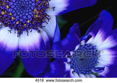 Closeup of blue flower View Large Photo Image Stock Photo - Closeup of blue flower. Fotosearch