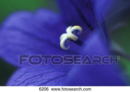 Stock Photograph - Closeup of blue flower. Fotosearch