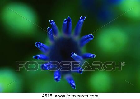 Closeup of deep blue flower View Large Photo Image Stock Photography - Closeup of deep blue flower. Fotosearch