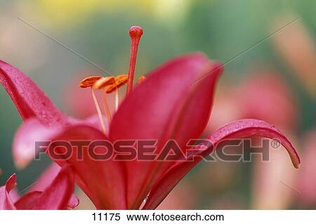 Closeup of flower View Large Photo Image Stock Photography - Closeup of flower. Fotosearch