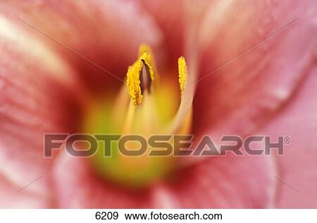 Stock Photo - Closeup of pink flower. Fotosearch
