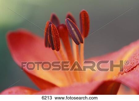 Stock Image - Closeup of pink flower with stamen and pistil. Fotosearch