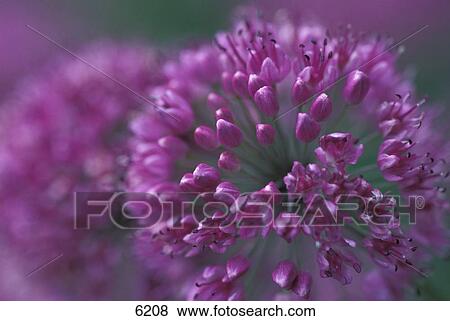 Closeup of purple flowers View Large Photo Image Stock Photo - Closeup of purple flowers. Fotosearch