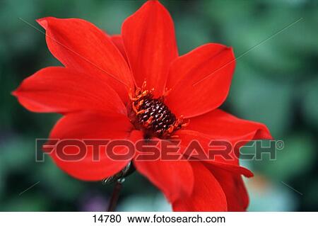 Stock Image - Closeup of red flower. Fotosearch