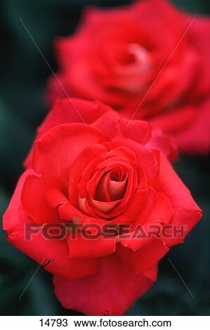 Stock Image - Closeup of red roses. Fotosearch