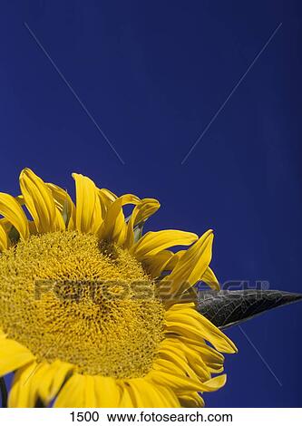 Stock Image - Closeup of sunflower. Fotosearch
