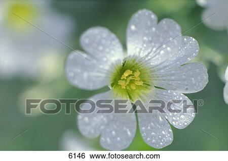 Stock Photograph - Closeup of white flower with water drops. Fotosearch