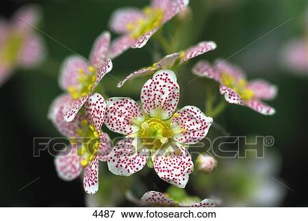 Stock Photo - Closeup of white flowers. Fotosearch