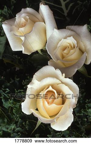 Closeup of white roses View Large Photo Image Stock Photo - Closeup of white roses. Fotosearch