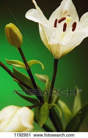 Flower View Large Photo Image Stock Image - Flower. Fotosearch