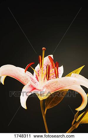 Flower View Large Photo Image Stock Image - Flower. Fotosearch