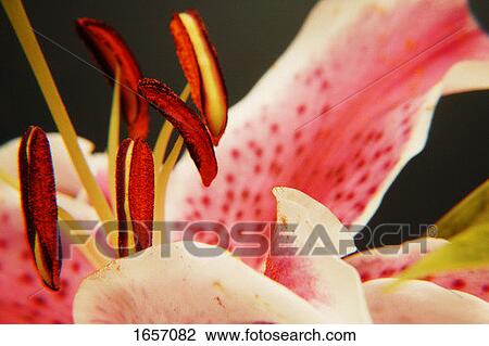 Inside of a flower View Large Photo Image Stock Image - Inside of a flower. Fotosearch