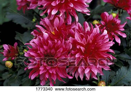 Large pink blooms View Large Photo Image Stock Image - Large pink blooms. Fotosearch