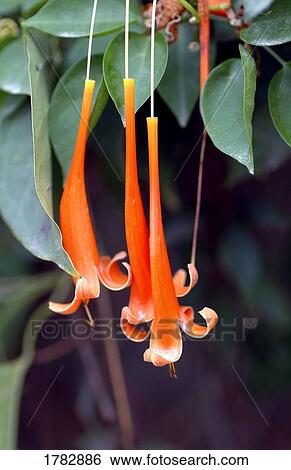 Stock Photograph - Orange blossoms. Fotosearch