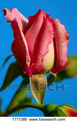 Stock Image - Pink and cream rosebud. Fotosearch