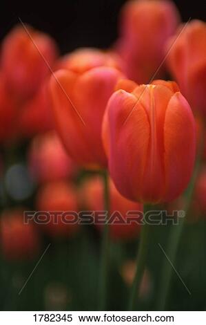 Stock Photography - Pink and orange tulips. Fotosearch