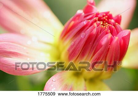 Stock Photo - Pink and yellow flower. Fotosearch