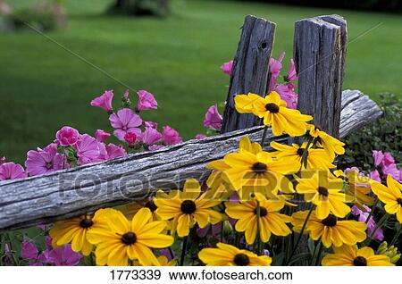 Stock Photo - Pink and yellow flowers. Fotosearch