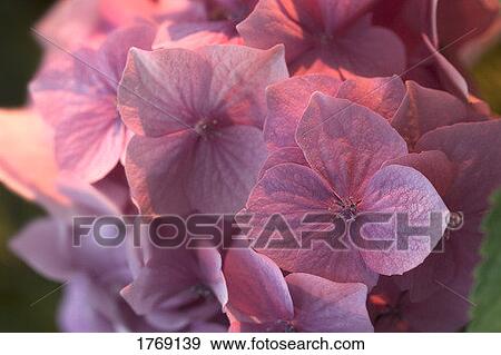 Pink flowers View Large Photo Image Stock Photo - Pink flowers. Fotosearch