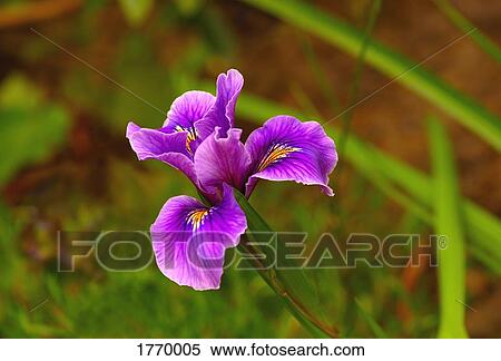 Stock Photography - Purple Iris. Fotosearch