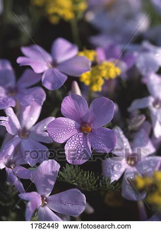 Stock Photo - Purple phlox. Fotosearch