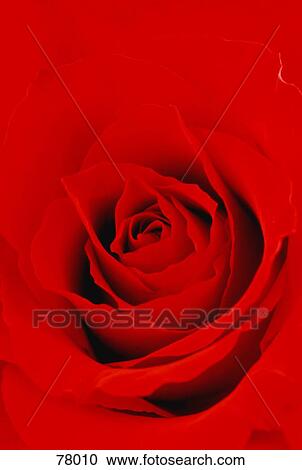 Stock Image - Red rose. Fotosearch