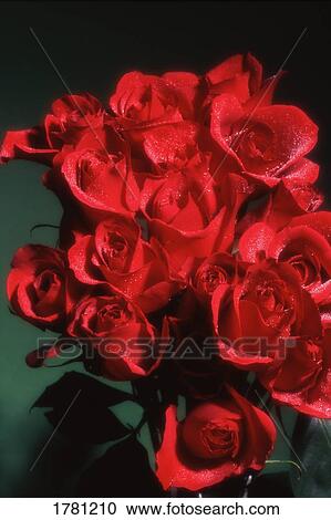 Stock Image - Red roses. Fotosearch