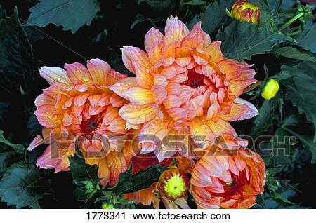 Salmon pink and gold blooms View Large Photo Image Stock Image - Salmon pink and gold blooms. Fotosearch