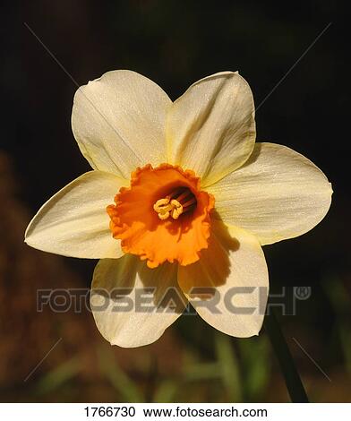 Stock Image - Spring Nacissus. Fotosearch
