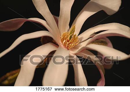 Stock Photo - Star magnolia flower. Fotosearch