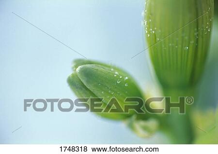 Stock Photo - The buds on a flower. Fotosearch
