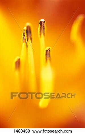 The inside of a flower View Large Photo Image Stock Photo - The inside of a flower. Fotosearch