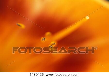 Stock Photograph - The inside of a flower. Fotosearch