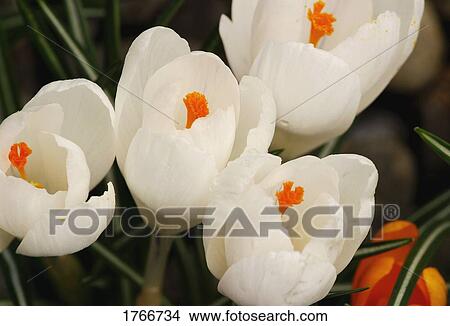 White crocus View Large Photo Image Picture - White crocus. Fotosearch