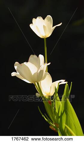 White flowers View Large Photo Image Stock Image - White flowers. Fotosearch
