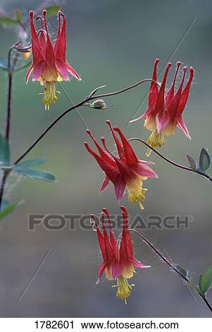 Stock Image - Wild columbines (Aquilegia canadensis). Fotosearch