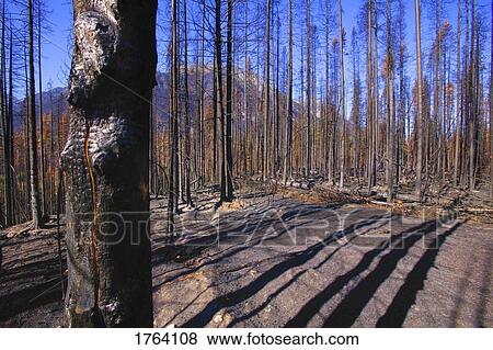 A bare forest View Large Photo Image Stock Photo - A bare forest. Fotosearch