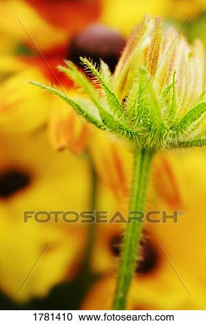 Stock Image - A blooming flower. Fotosearch